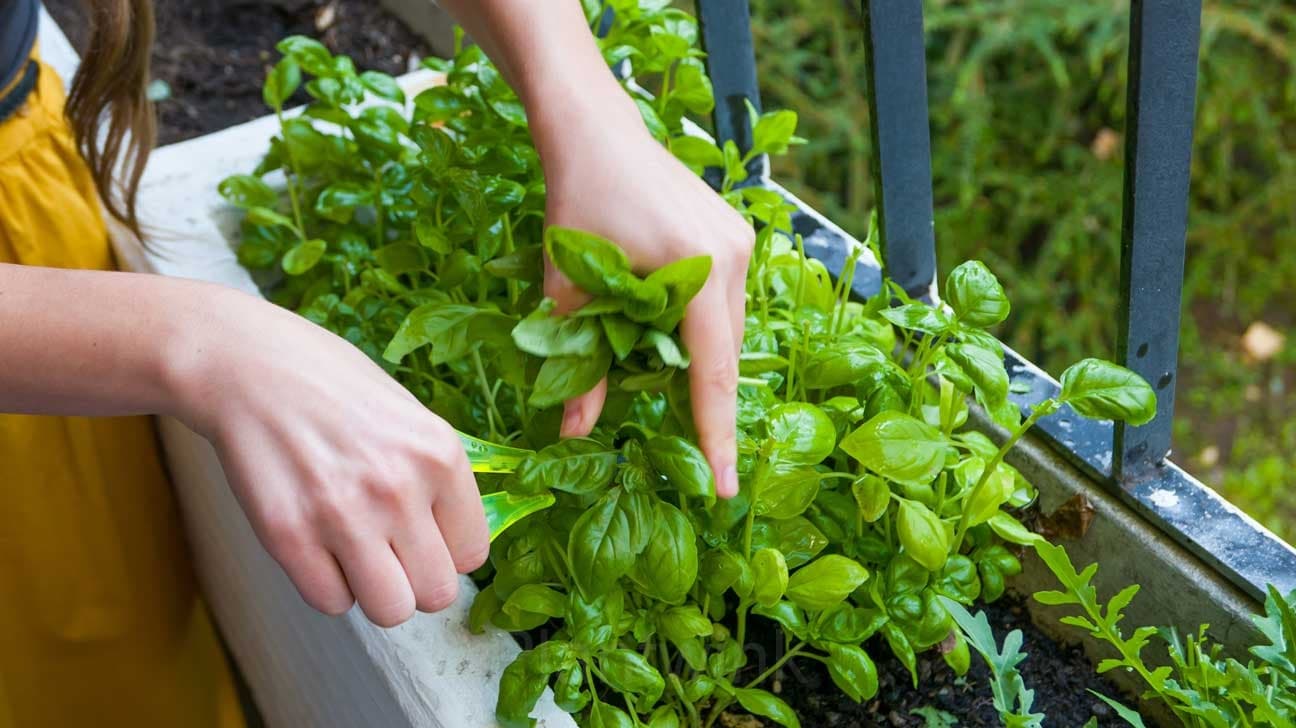 Basil Seed - View 5
