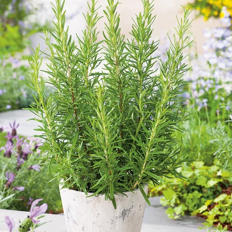 Rosemary Seed - View 2