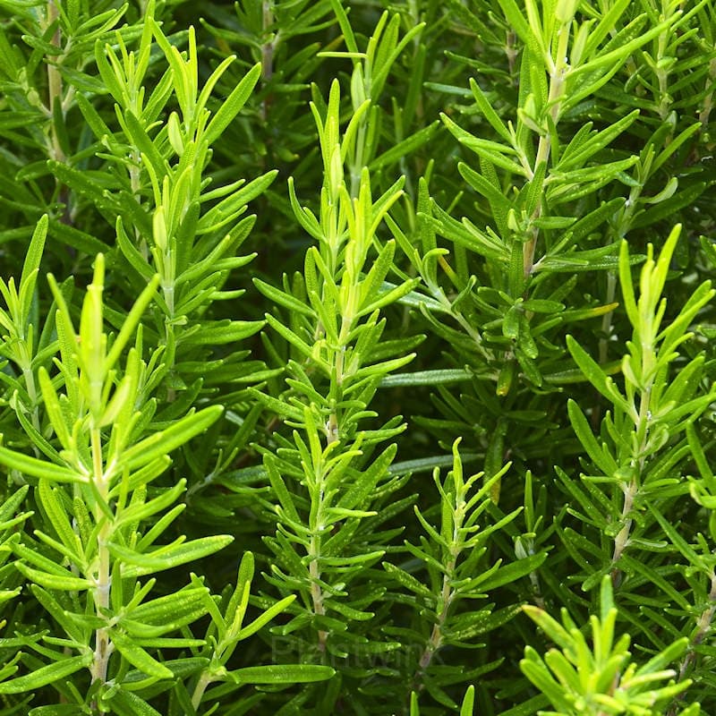 Rosemary Seed - View 3
