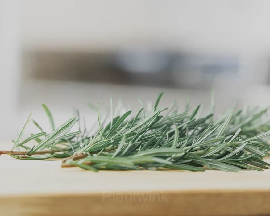 Rosemary Seed - View 4