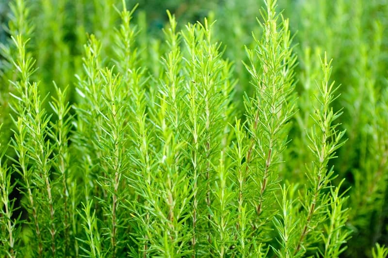 Rosemary Seed - View 5