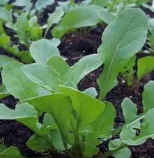 Organic Arugula Seed - View 2