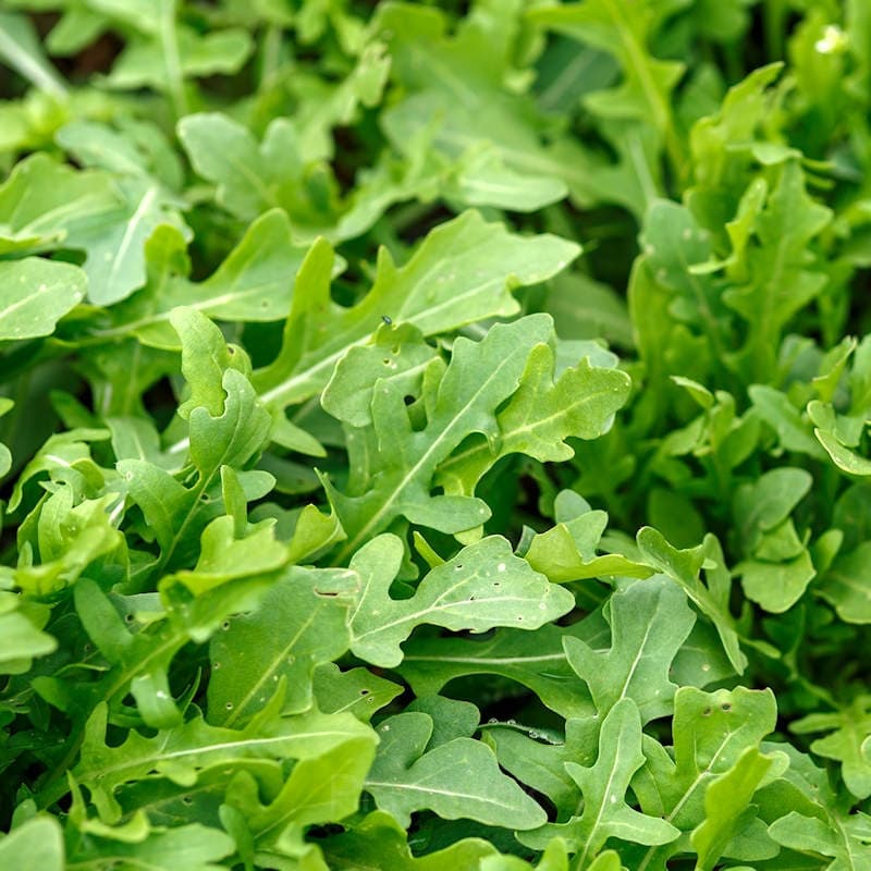 Organic Arugula Seed - View 3