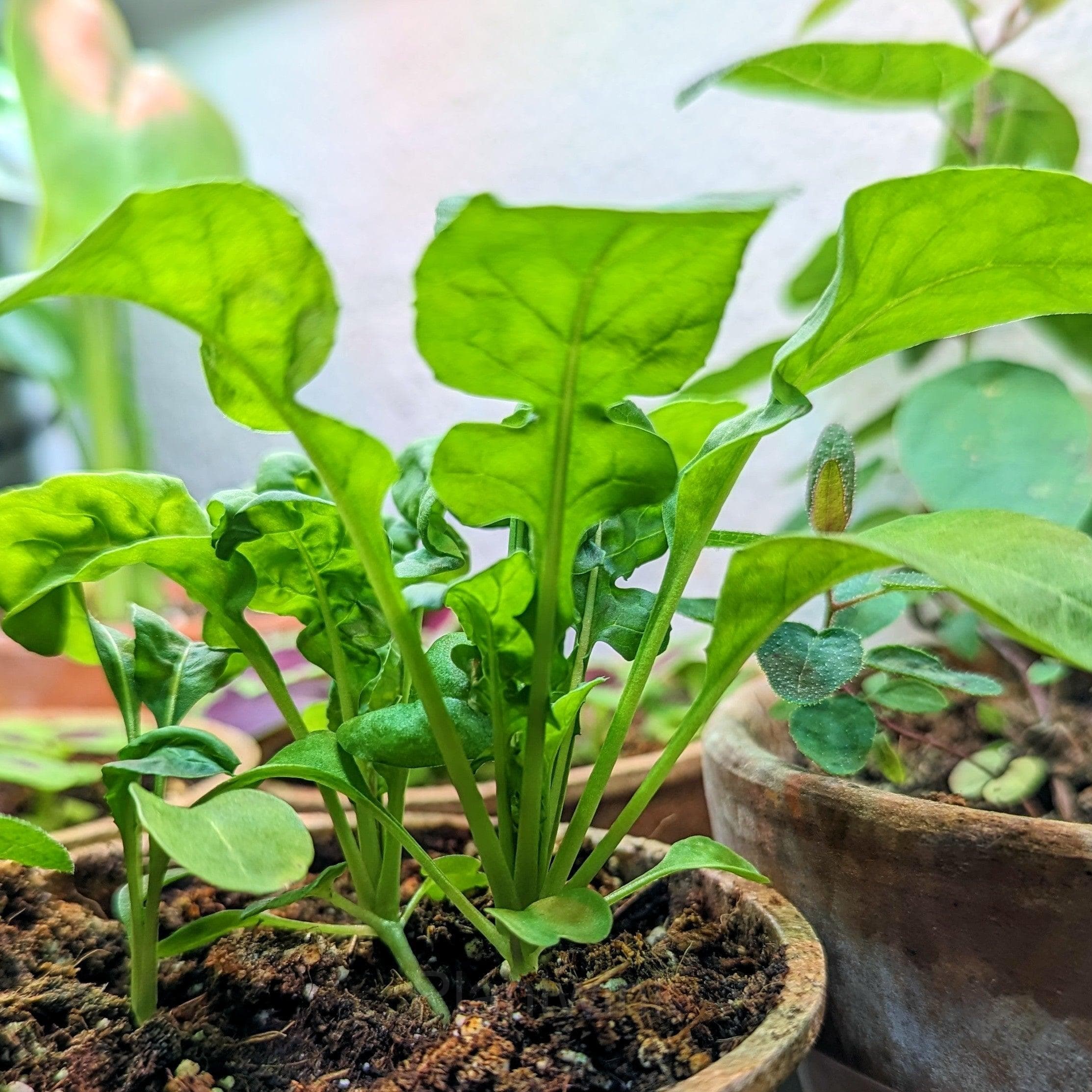 Organic Arugula Seed - View 4