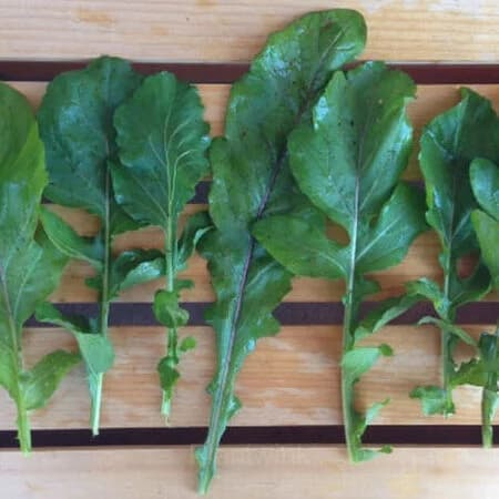 Organic Arugula Seed - View 5