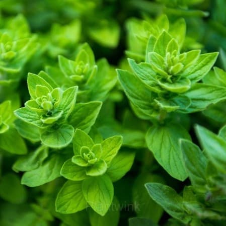 Italian Organic Oregano Seed - View 2
