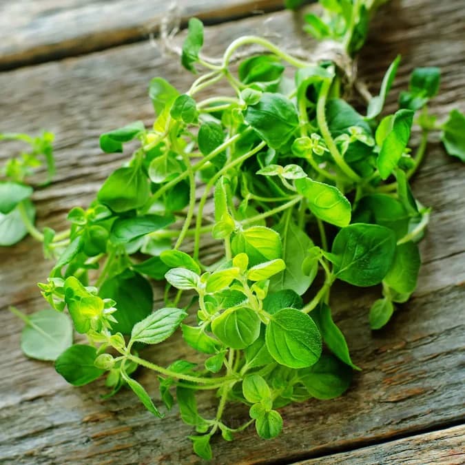 Italian Organic Oregano Seed - View 3