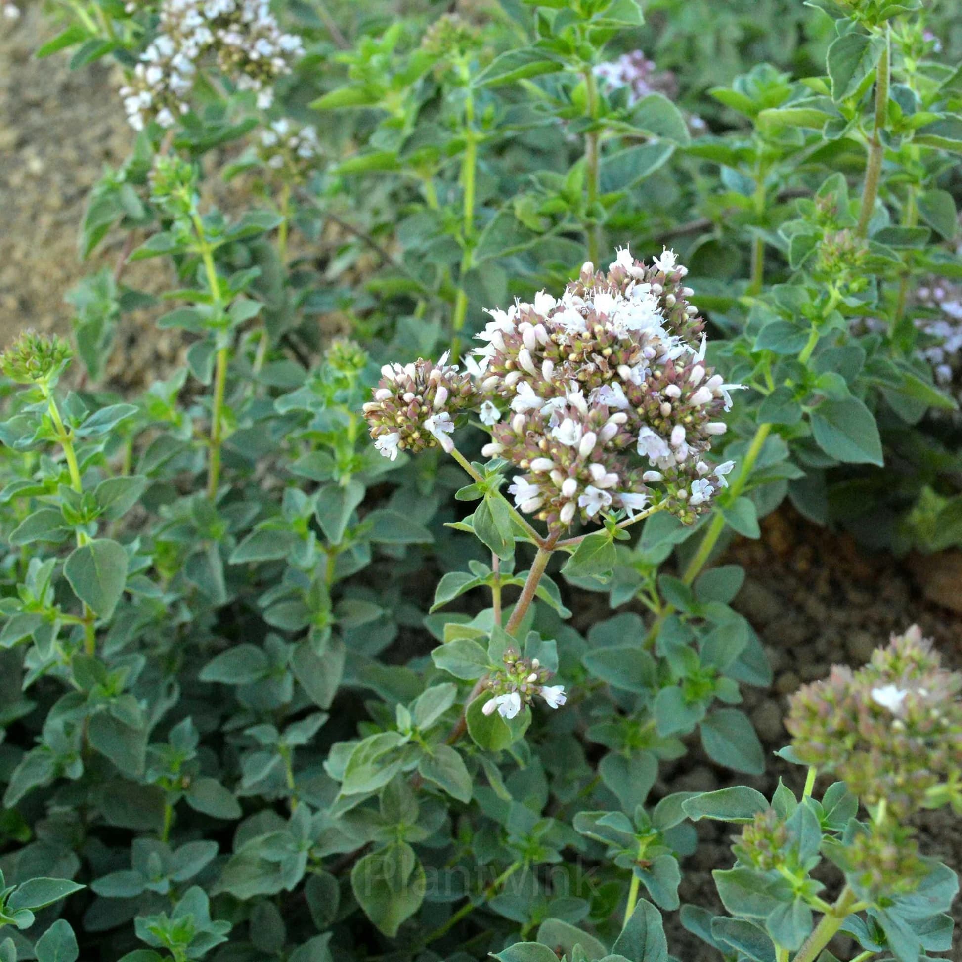 Italian Organic Oregano Seed - View 4