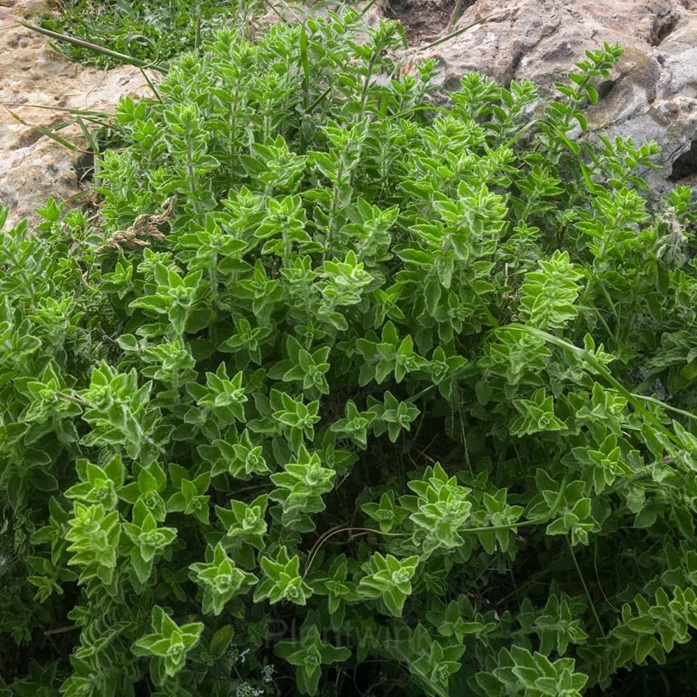 Italian Organic Oregano Seed - View 1