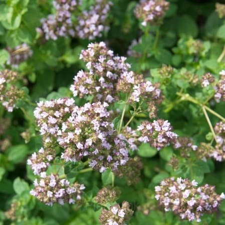 Italian Organic Oregano Seed - View 5