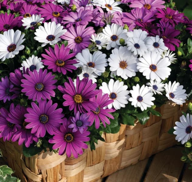 African Daisy Seed - Main