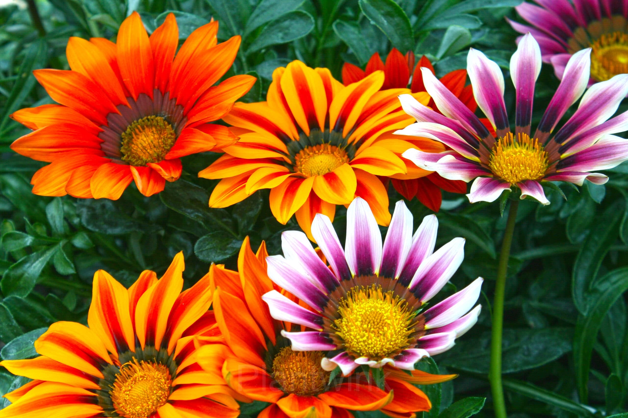 African Daisy Seed - View 3