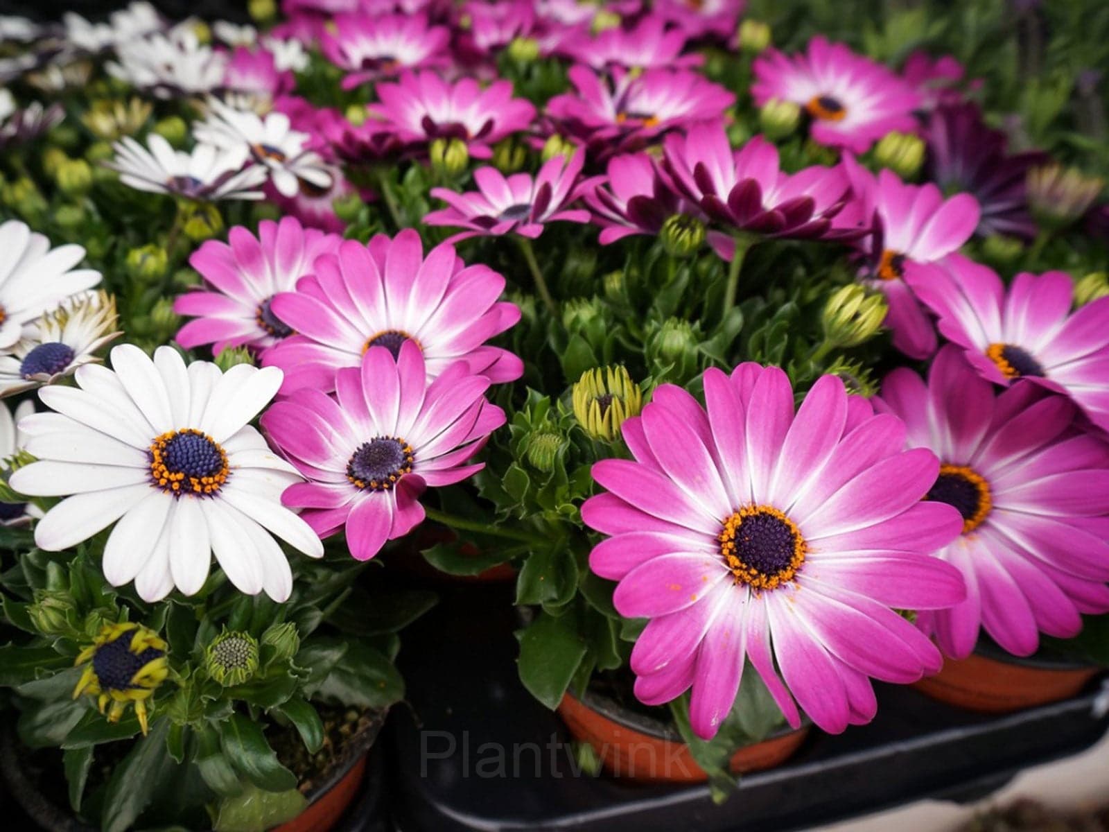 African Daisy Seed - View 4