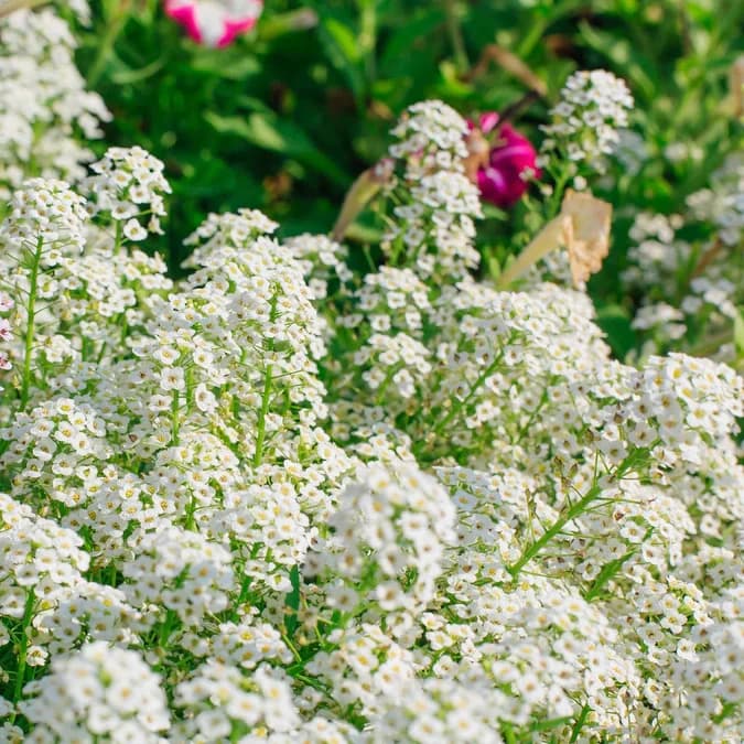 Sweet Alyssum Seed - View 3