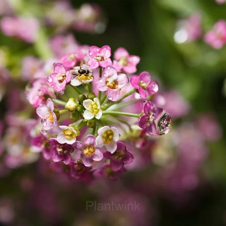 Sweet Alyssum Seed - View 8
