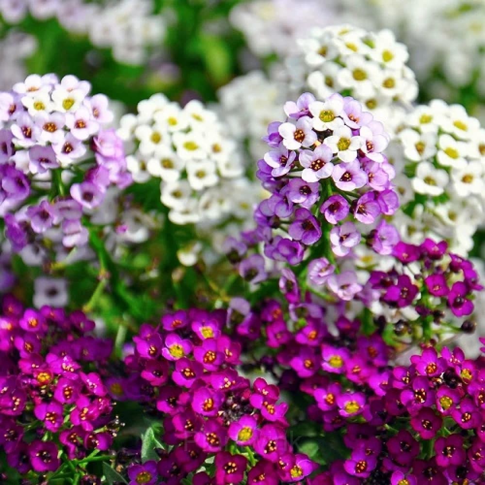 Sweet Alyssum Seed - Main