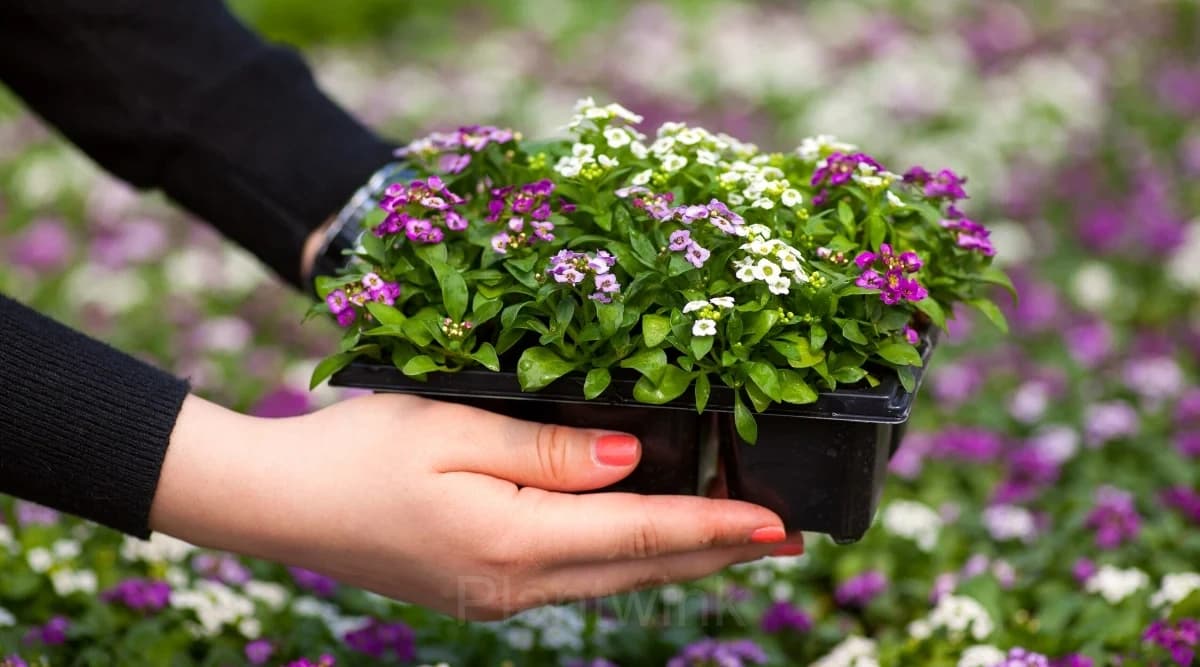 Sweet Alyssum Seed - View 5