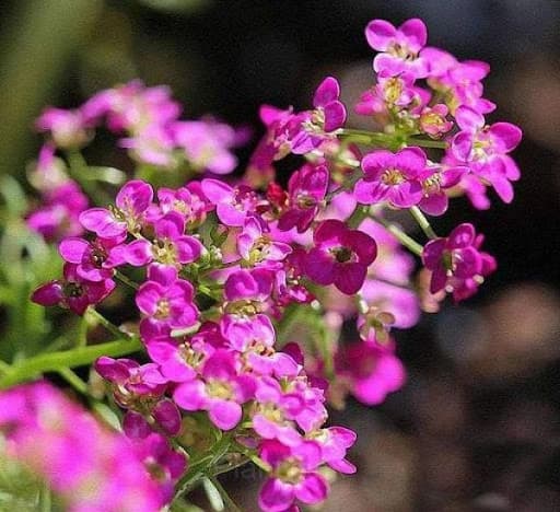 Sweet Alyssum Seed - View 7