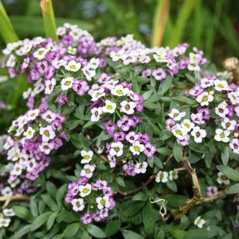 Sweet Alyssum Seed - View 6