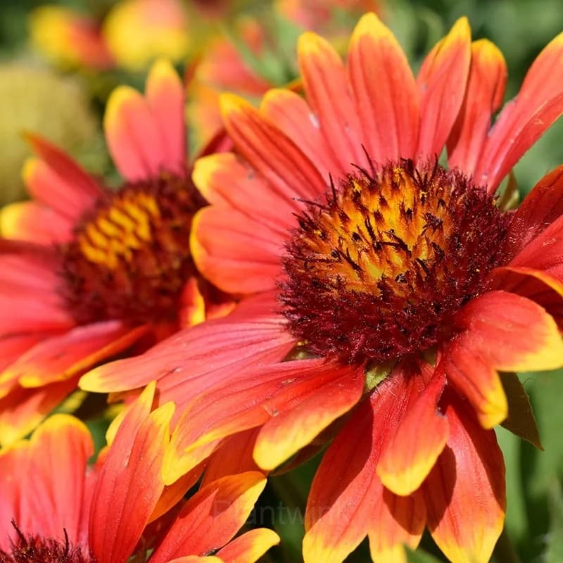 Gaillardia (Blanket Flower) Seed - Alt