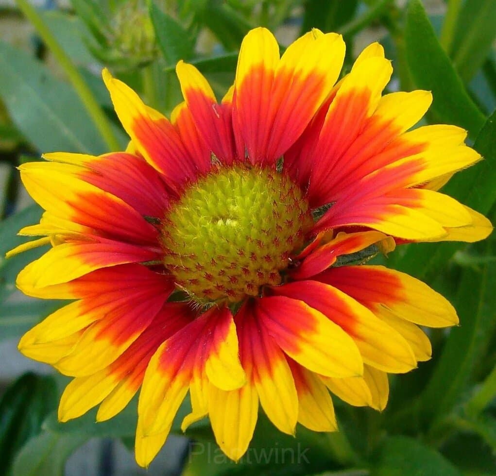 Gaillardia (Blanket Flower) Seed - Main