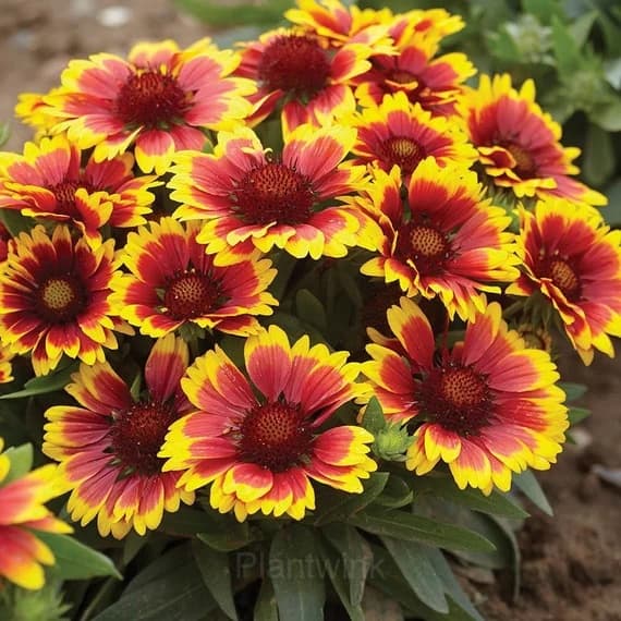 Gaillardia (Blanket Flower) Seed - View 3
