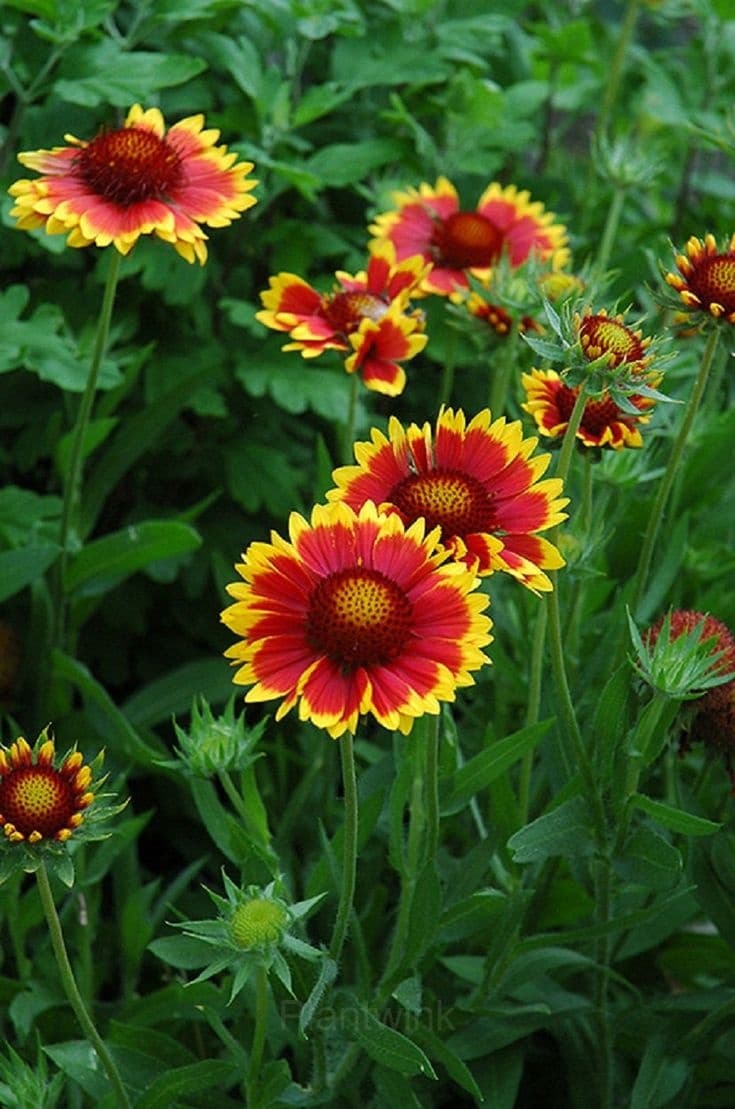 Gaillardia (Blanket Flower) Seed - View 4
