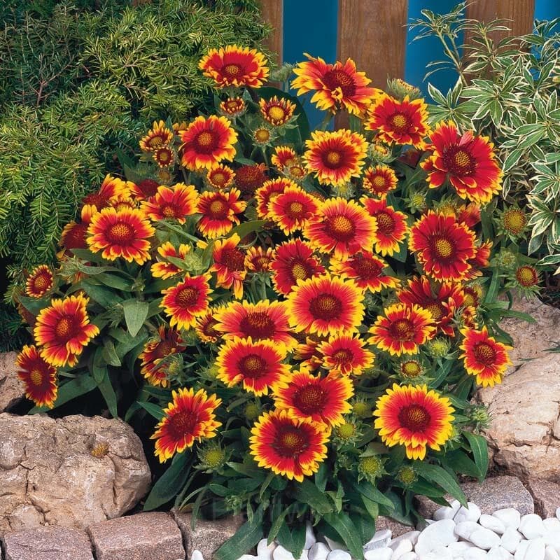 Gaillardia (Blanket Flower) Seed - View 5
