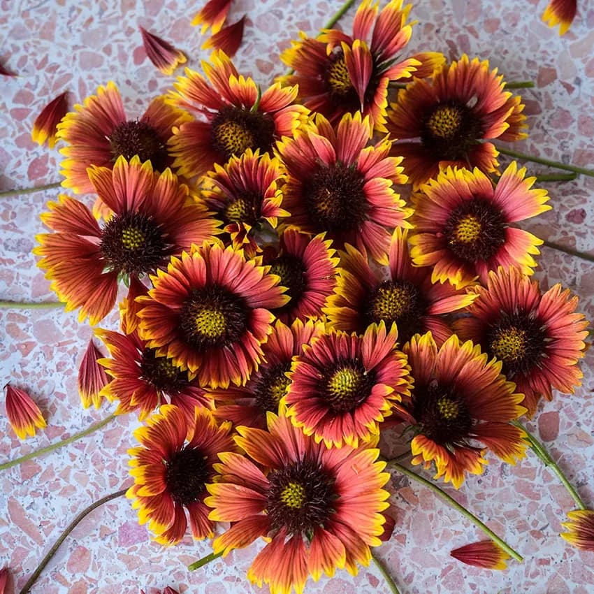 Gaillardia (Blanket Flower) Seed - View 6