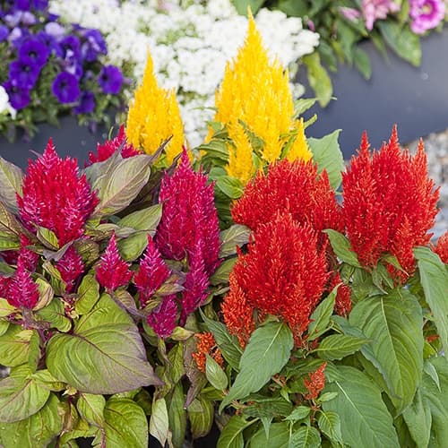 Celosia Seed - Alt
