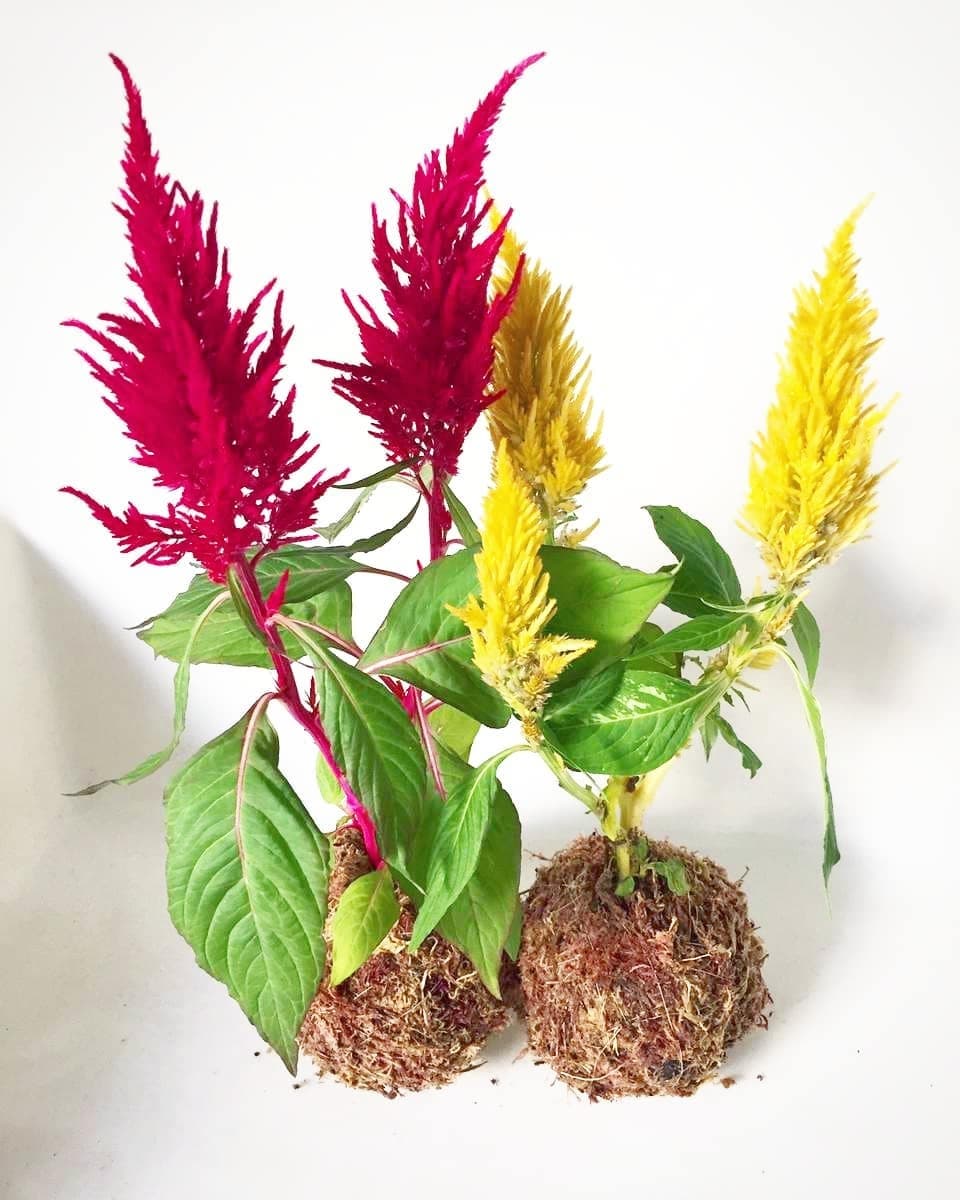 Celosia Seed - Main