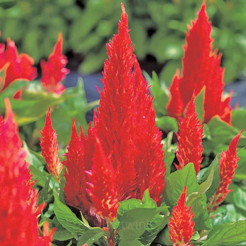 Celosia Seed - View 3