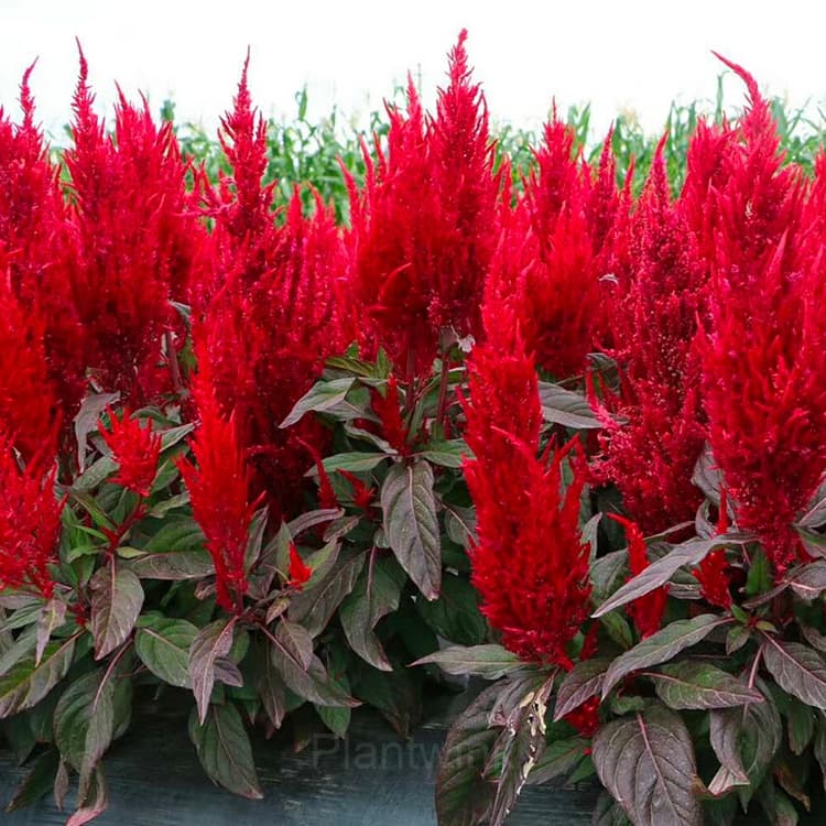 Celosia Seed - View 4