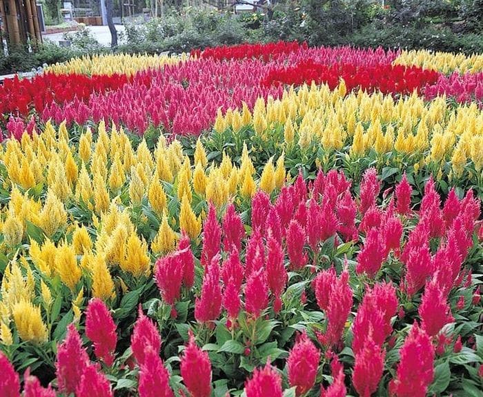 Celosia Seed - View 5