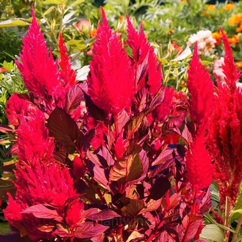 Celosia Seed - View 6