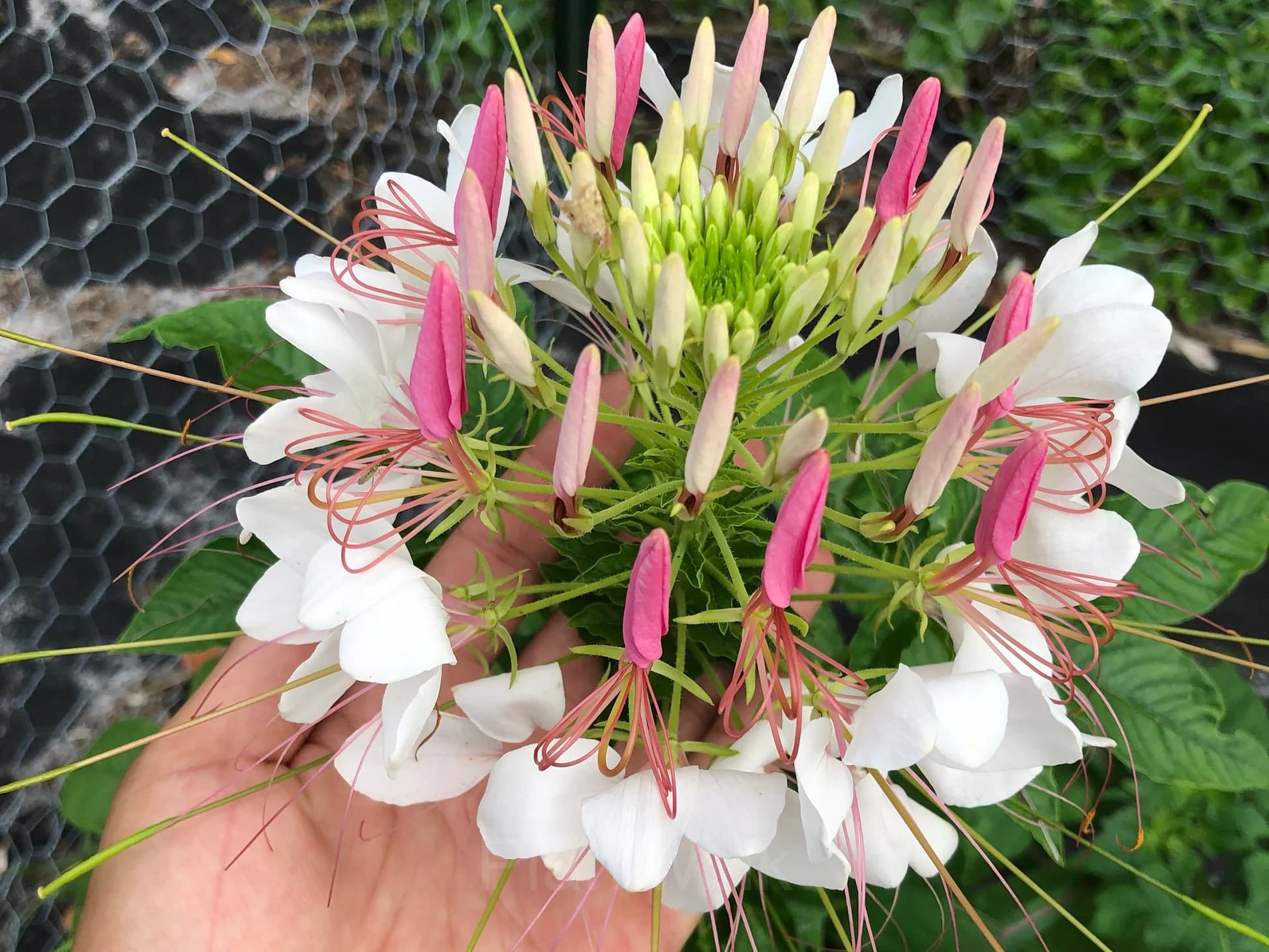 Cleome Seed - View 3