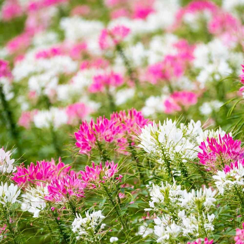 Cleome Seed - View 4