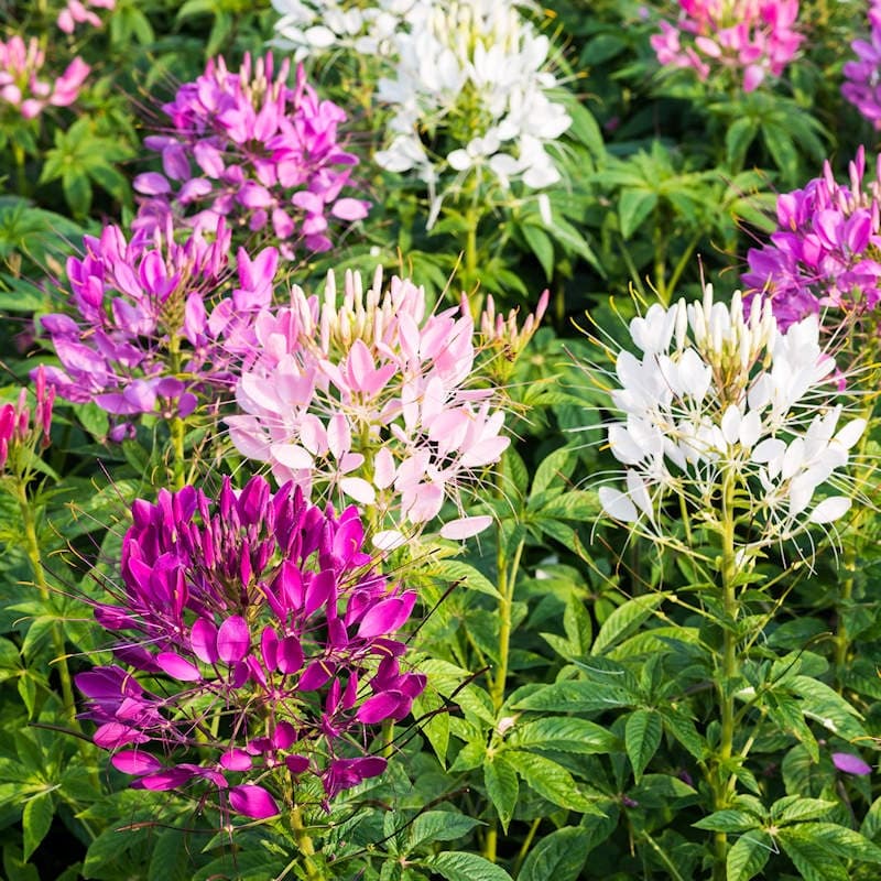 Cleome Seed - Main
