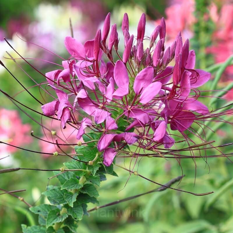Cleome Seed - View 5