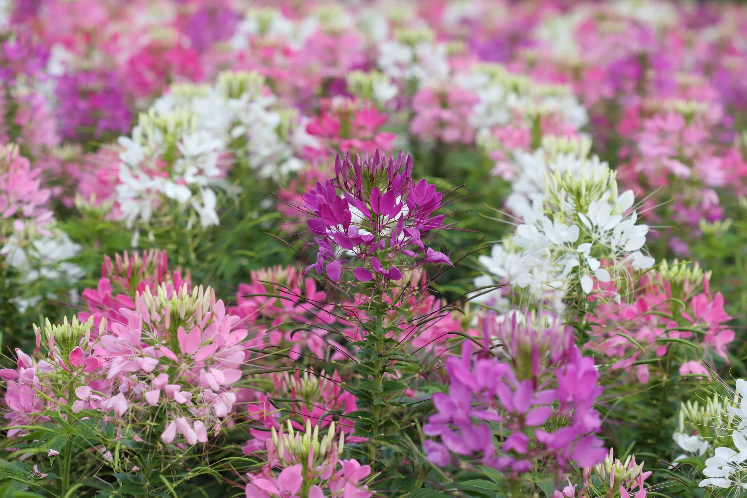 Cleome Seed - View 6