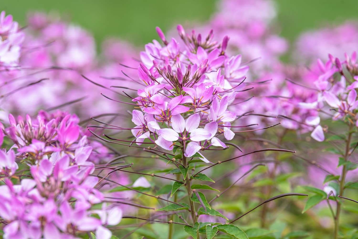 Cleome Seed - View 7