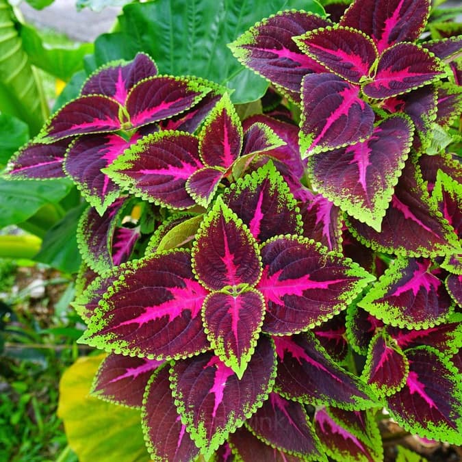 Coleus Seed - View 3