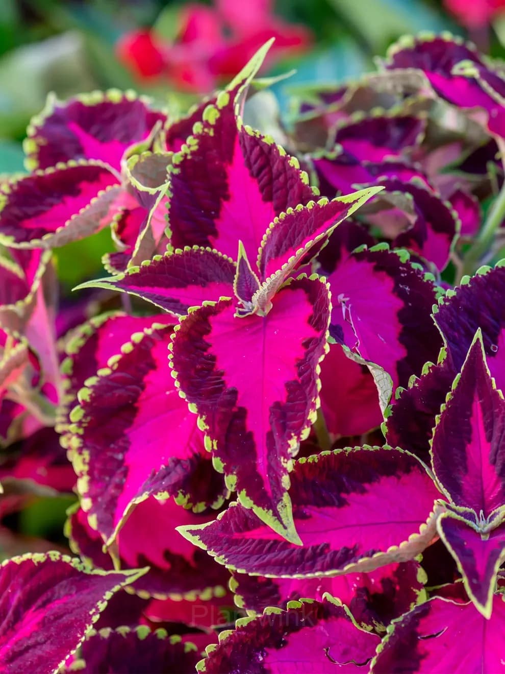 Coleus Seed - Main