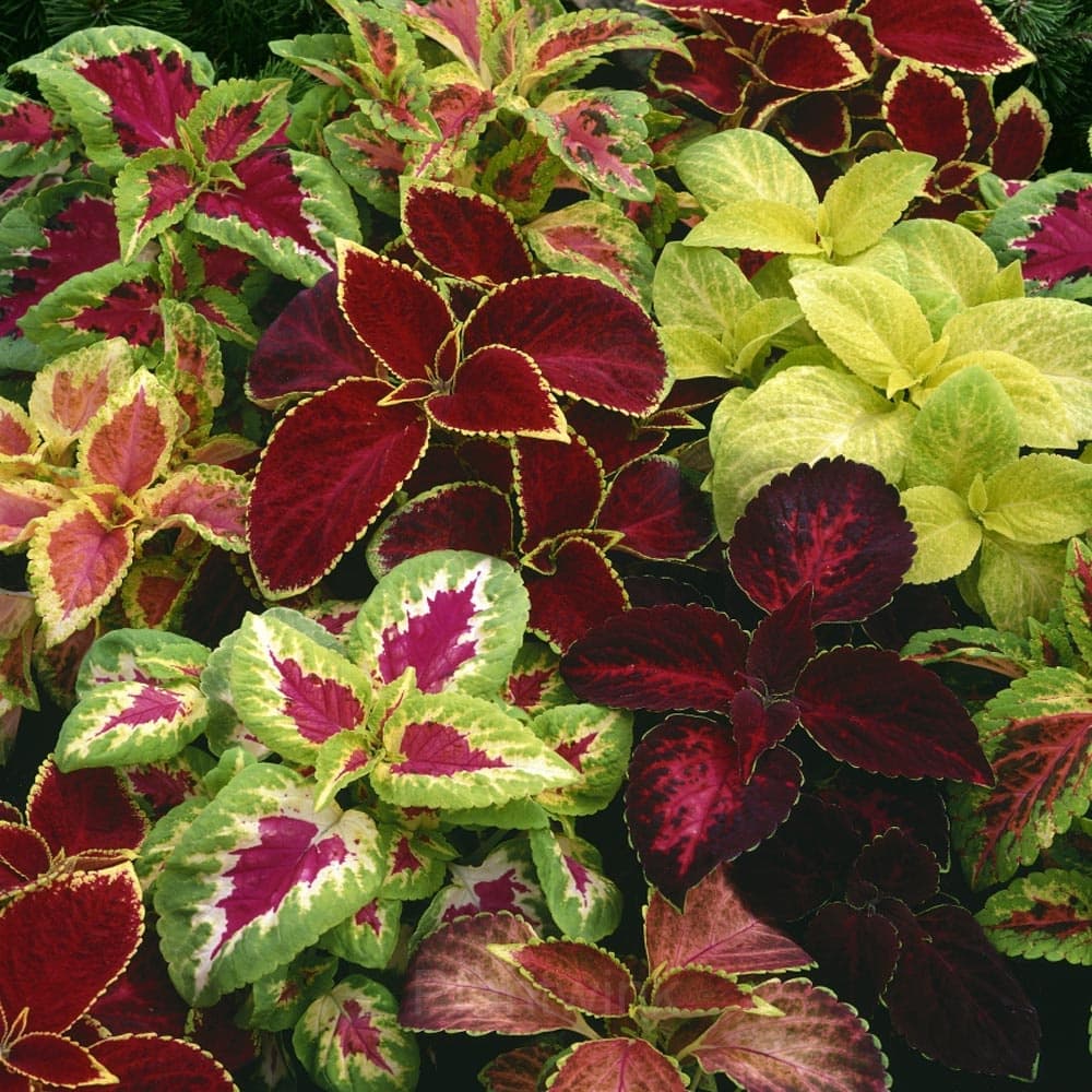 Coleus Seed - View 4