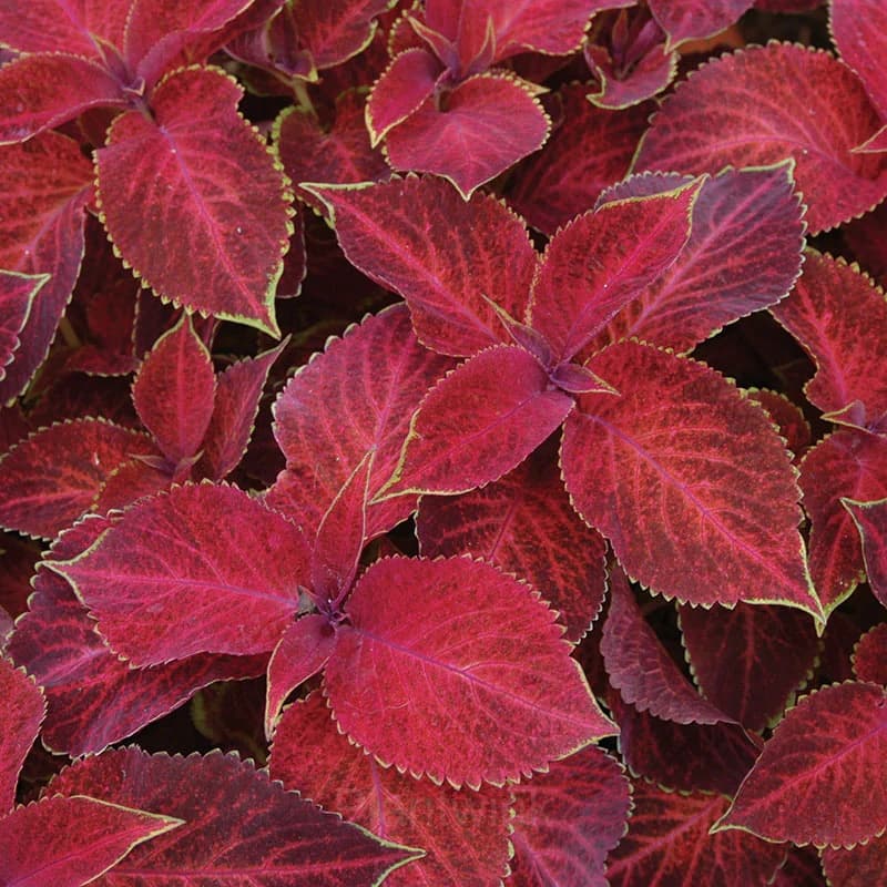 Coleus Seed - View 5