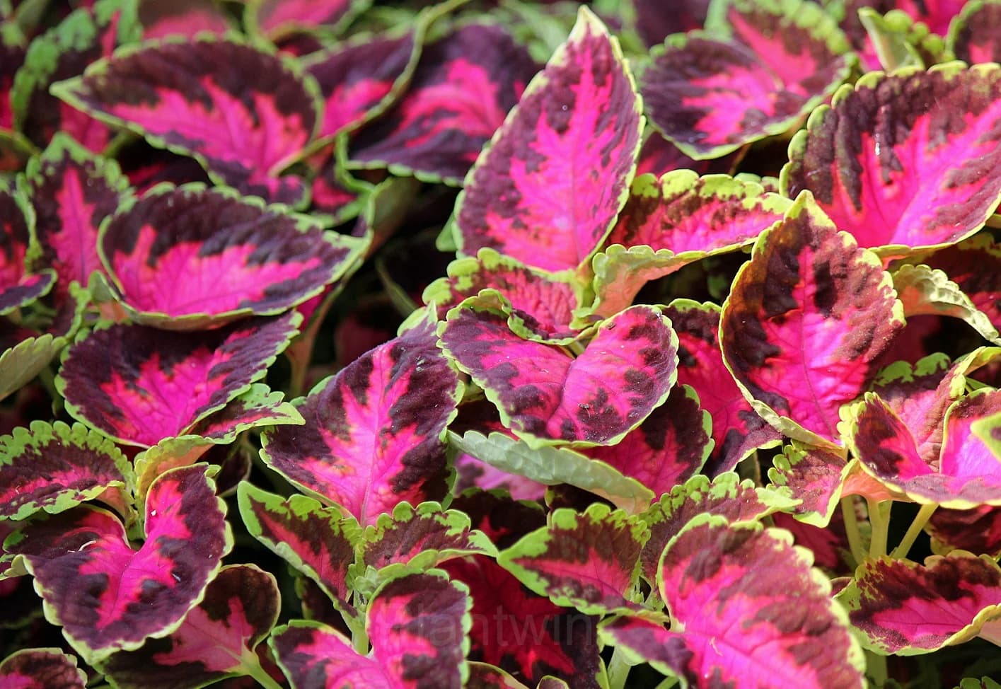 Coleus Seed - View 7
