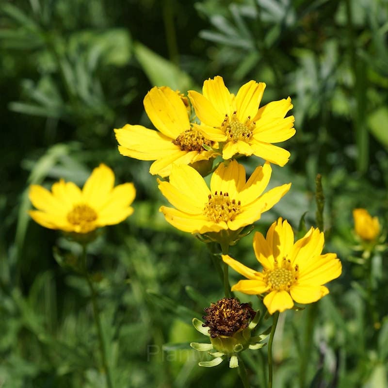 Coreopsis Seed - Alt