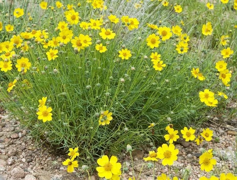 Coreopsis Seed - View 3