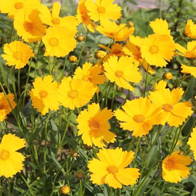 Coreopsis Seed - View 4
