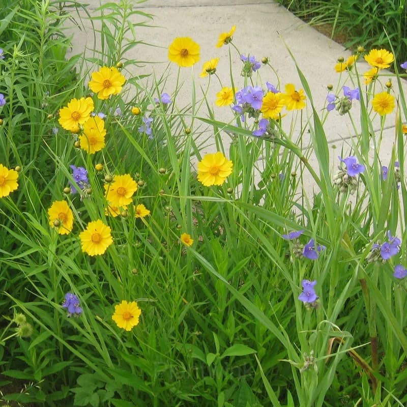 Coreopsis Seed - View 5